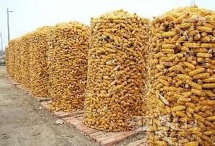 燁邦絲網供應圈玉米電焊網綠色環(huán)保優(yōu)質產品