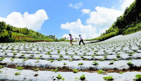 白色污染 難題何解
