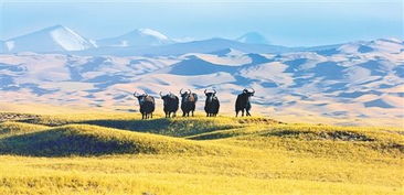 綠水青山就是金山銀山——生態(tài)文明建設(shè)新篇章在新疆環(huán)保中的實(shí)踐